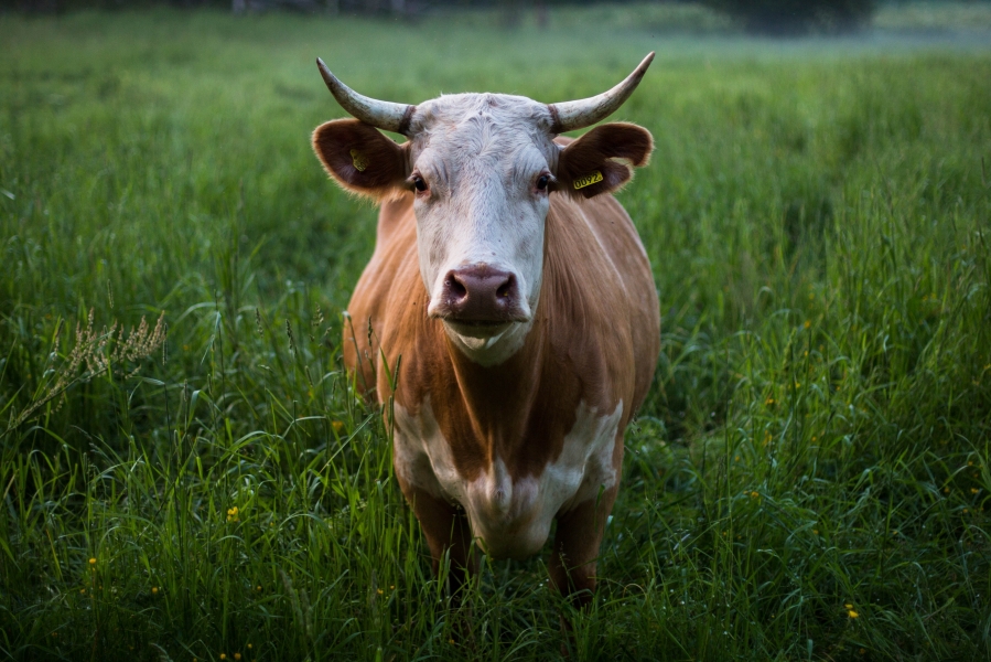 adam-morse-106547-unsplash